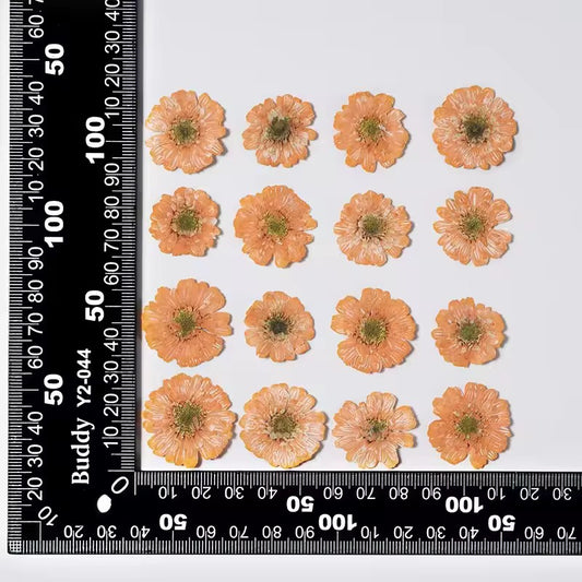 DF 44 Orange Double Flowered Chamomile Pressed Dried Flower ( 1 pc ) plain dried flower for Resin Art