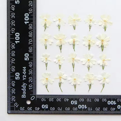 DF 27 White Phlox with Leaves Pressed Dried Flower ( 1 pc ) plain dried flower for Resin Art