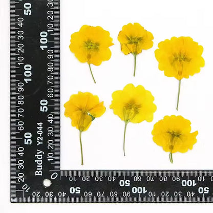 DF 68 Yellow Primrose Pressed Dried Flower ( 1 pc ) plain dried flower for Resin Art