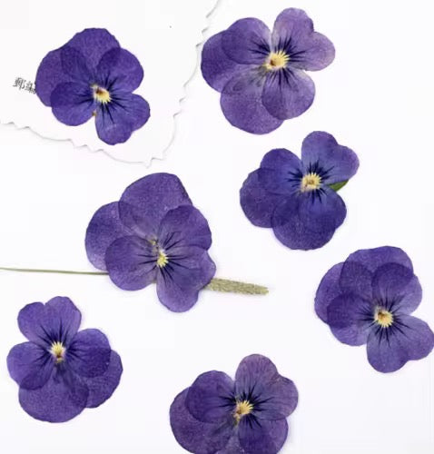 DF 28 Viola pansy violet Pressed Dried Flower ( 1 pc ) plain dried flower for Resin Art