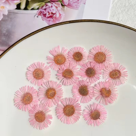 DF 49 Pink Daisy Small Pressed Dried Flower ( 1 pc ) plain dried flower for Resin Art