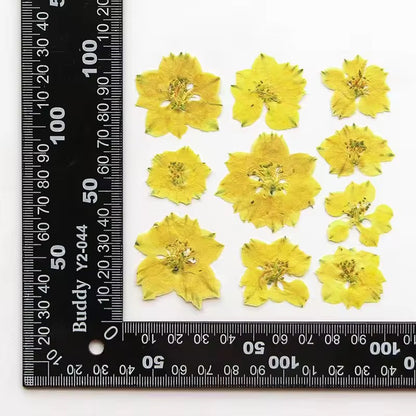 DF 53 Yellow Houndstooth Pressed Dried Flower ( 1 pc ) plain dried flower for Resin Art