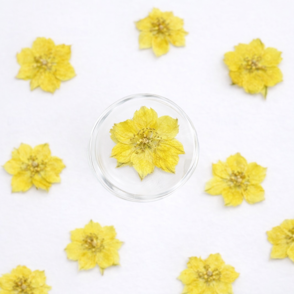DF 53 Yellow Houndstooth Pressed Dried Flower ( 1 pc ) plain dried flower for Resin Art