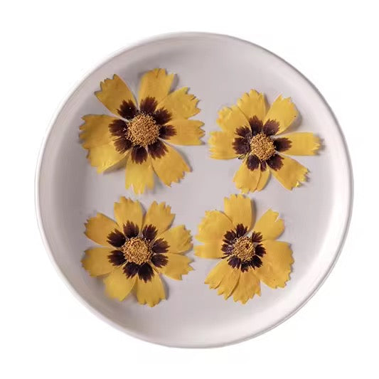 DF 55 Tickseed Golden Pressed Dried Flower ( 1 pc ) plain dried flower for Resin Art