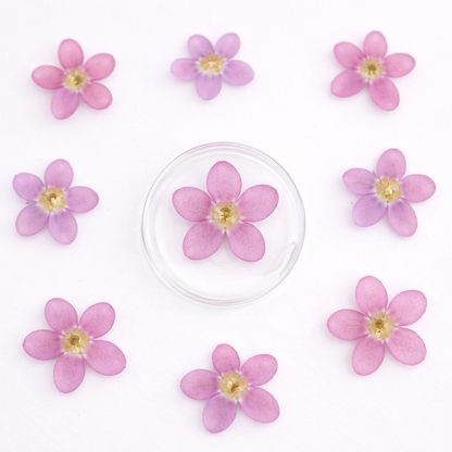 DF 54 Tweedia Milkweed Pressed Dried Flower ( 1 pc ) plain dried flower for Resin Art