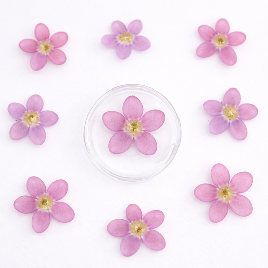 DF 54 Tweedia Milkweed Pressed Dried Flower ( 1 pc ) plain dried flower for Resin Art