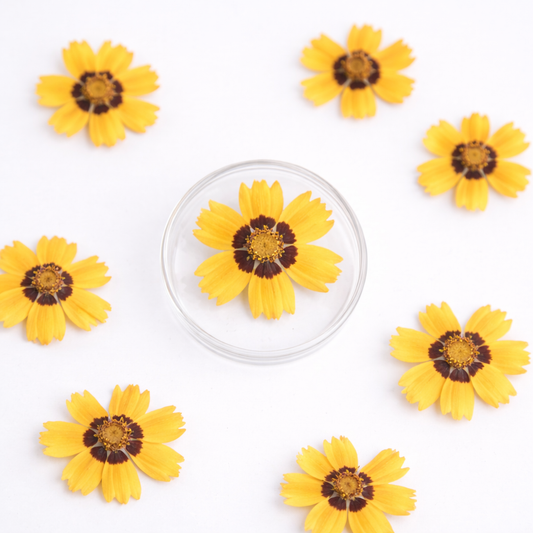 DF 55 Tickseed Golden Pressed Dried Flower ( 1 pc ) plain dried flower for Resin Art
