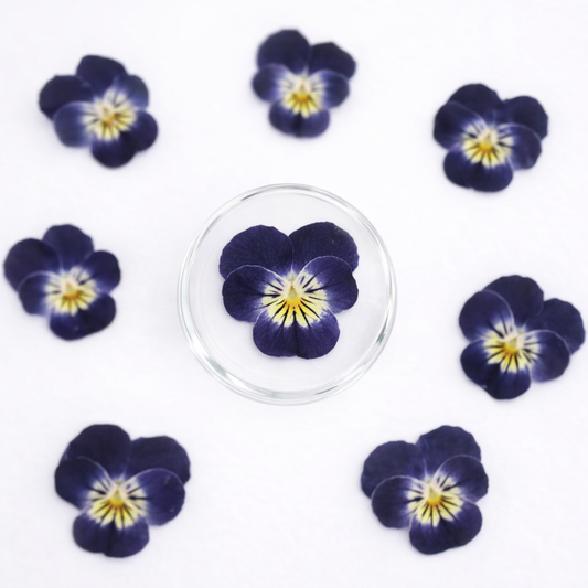 DF 56 Viola pansy violet Pressed Dried Flower ( 1 pc ) plain dried flower for Resin Art