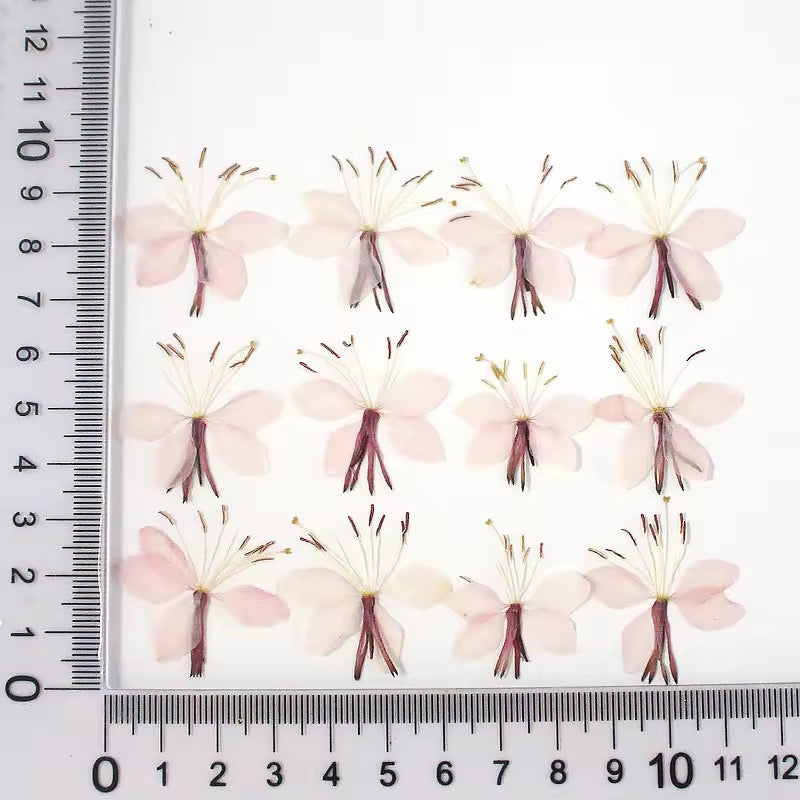 DF 57 Butterfly Gaura peach blossom Pressed Dried Flower ( 1 pc ) plain dried flower for Resin Art